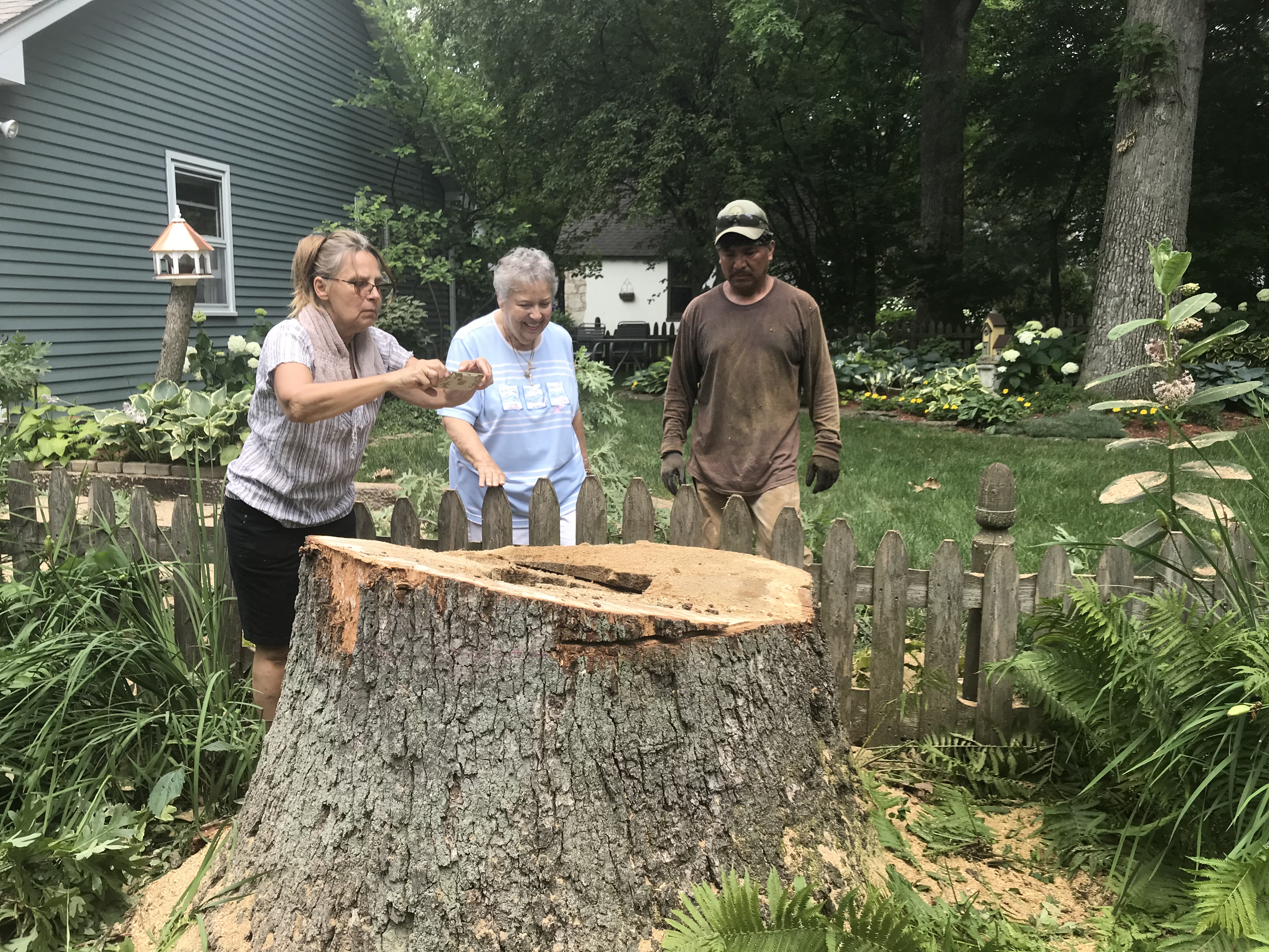 Stump grinding equipment in action