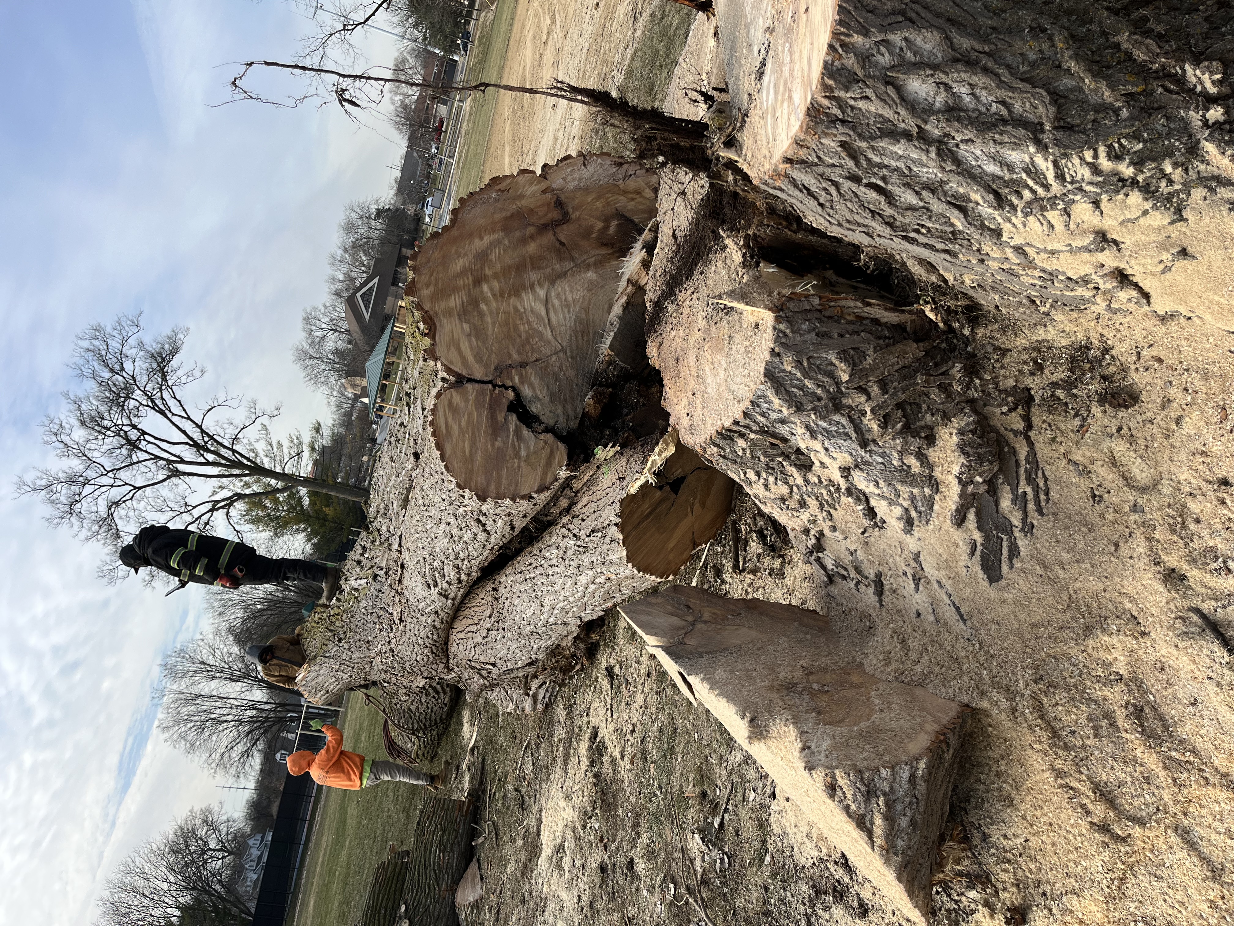 Leon Tree Services truck and bobcat on job site