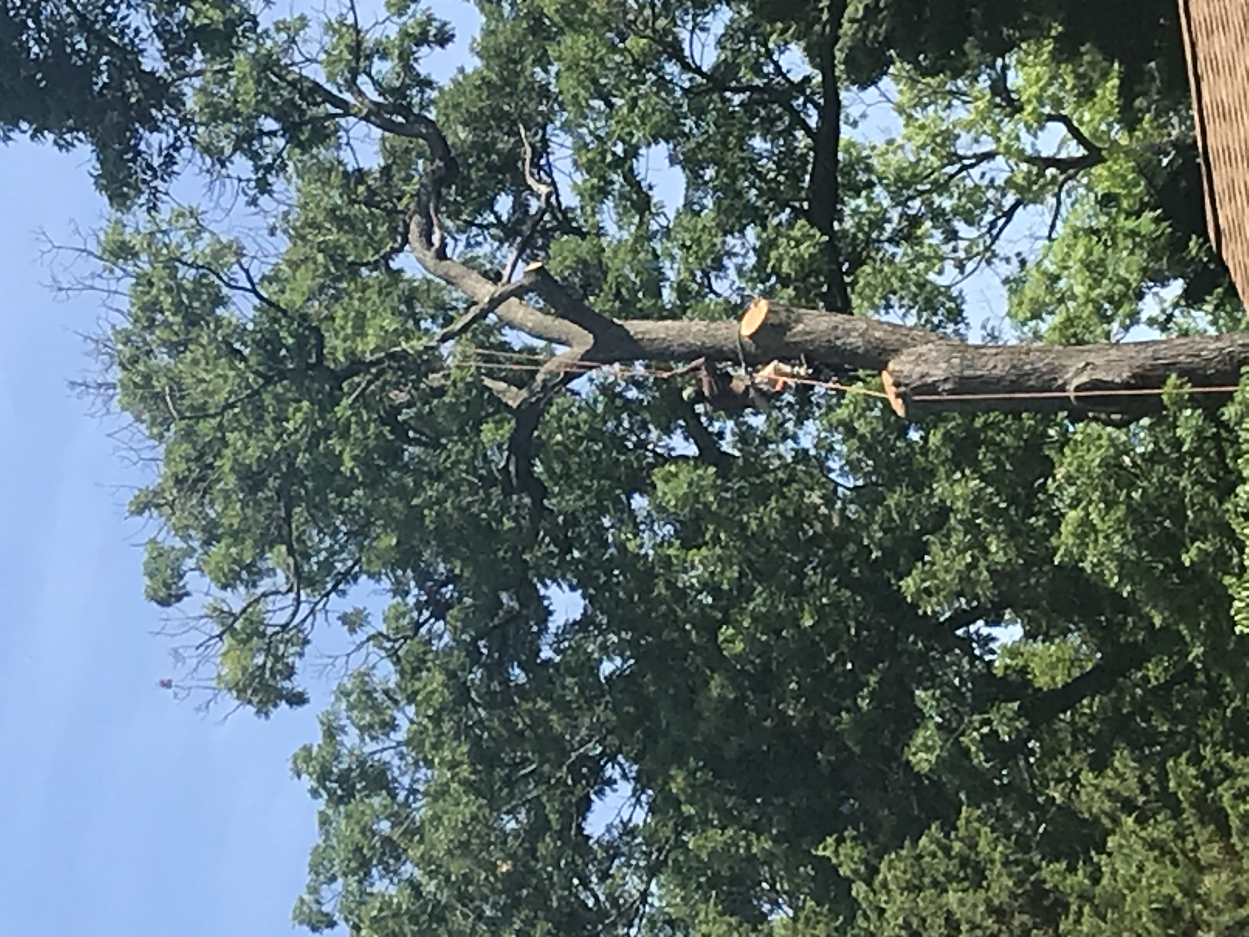 Happy customers after tree removal job