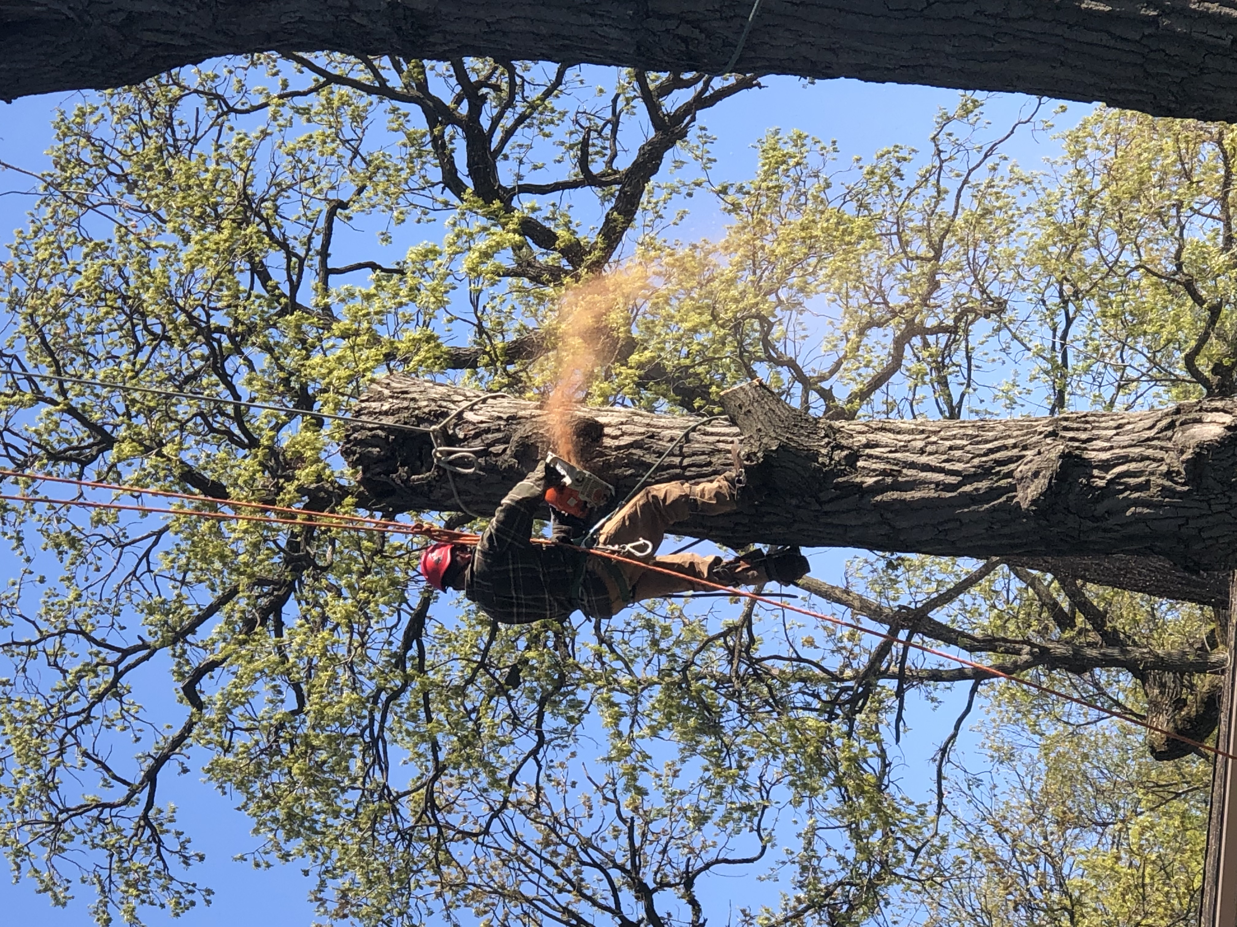 Large tree stump sections after removal