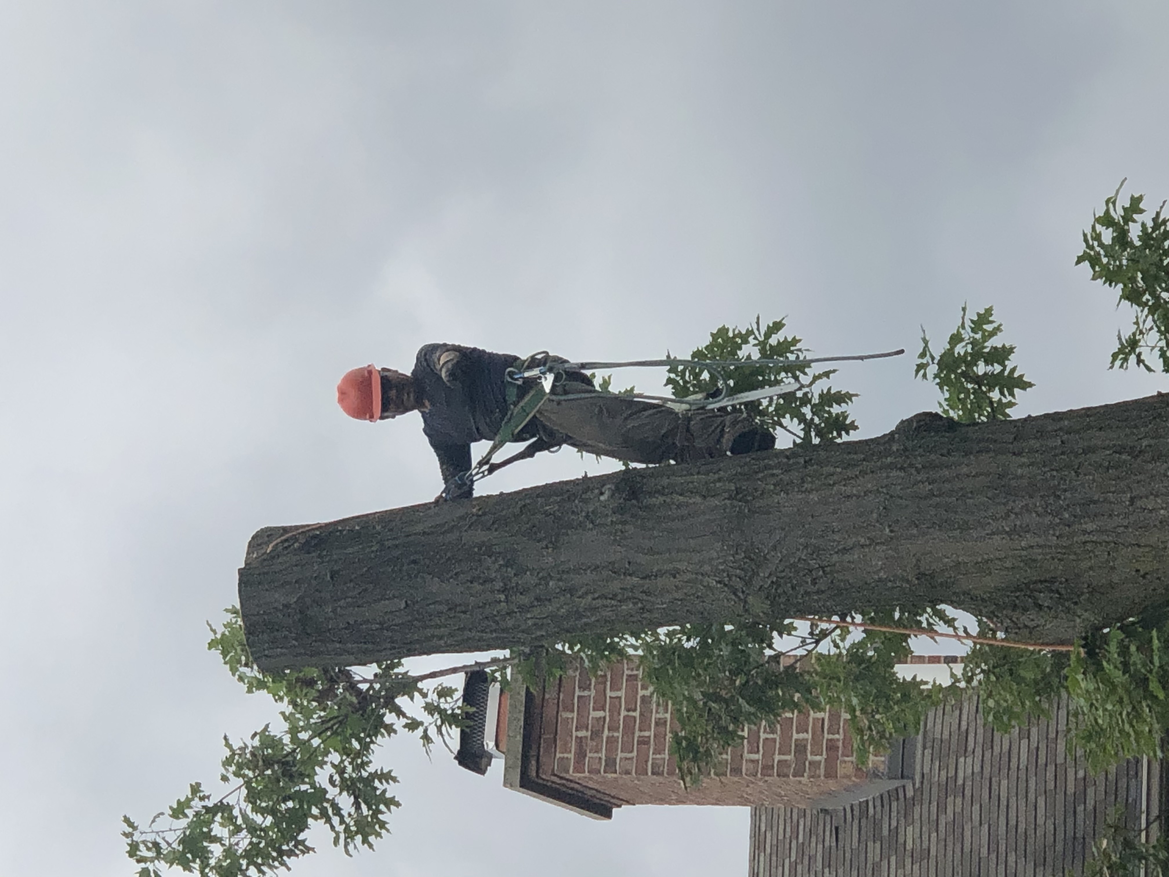 Tree trimming - large branch removal with ropes