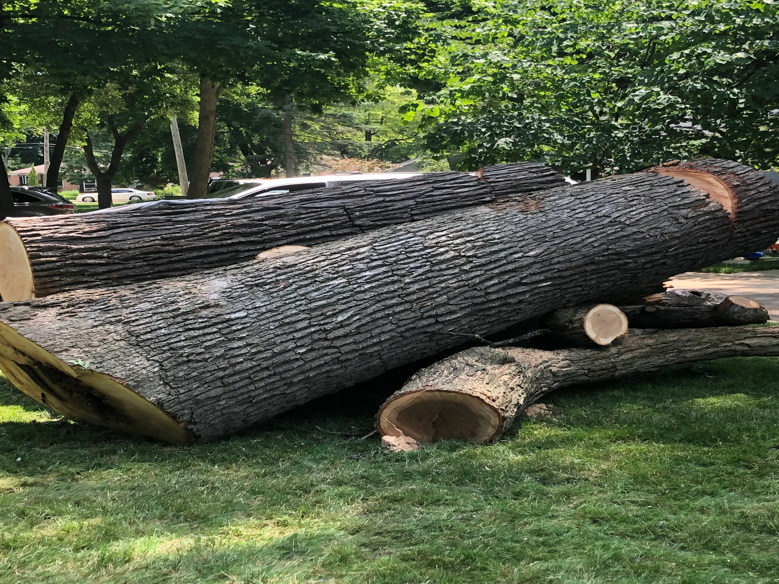 Arborist on large trunk with safety harness